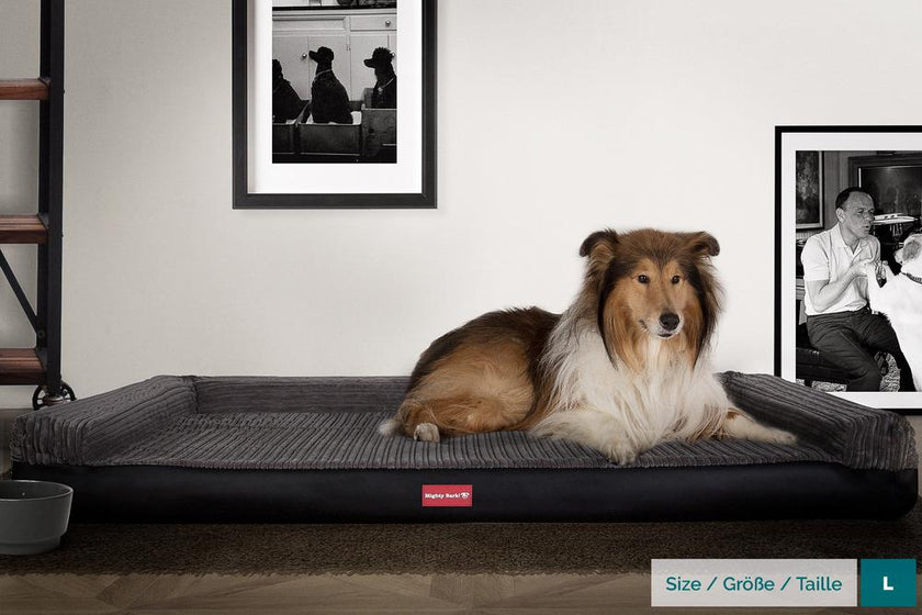 Le confort du fauteuil pour chien - Baikasblog